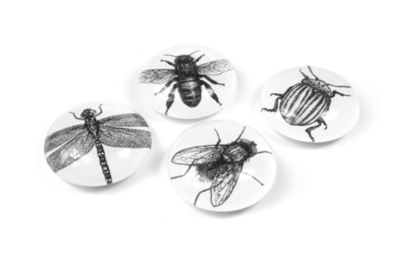 insecten magneten glas